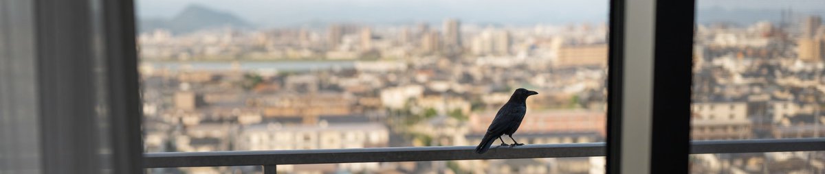 mymightycat1's tweet photo. ベランダにカラスが https://t.co/RfOYSNeGbR