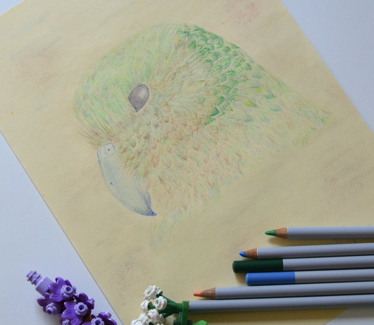 fatmagulerart's tweet photo. My wild animal drawings #endangered #vulnerable #animals #nature #colouredpencil https://t.co/PuGCLCxBOE