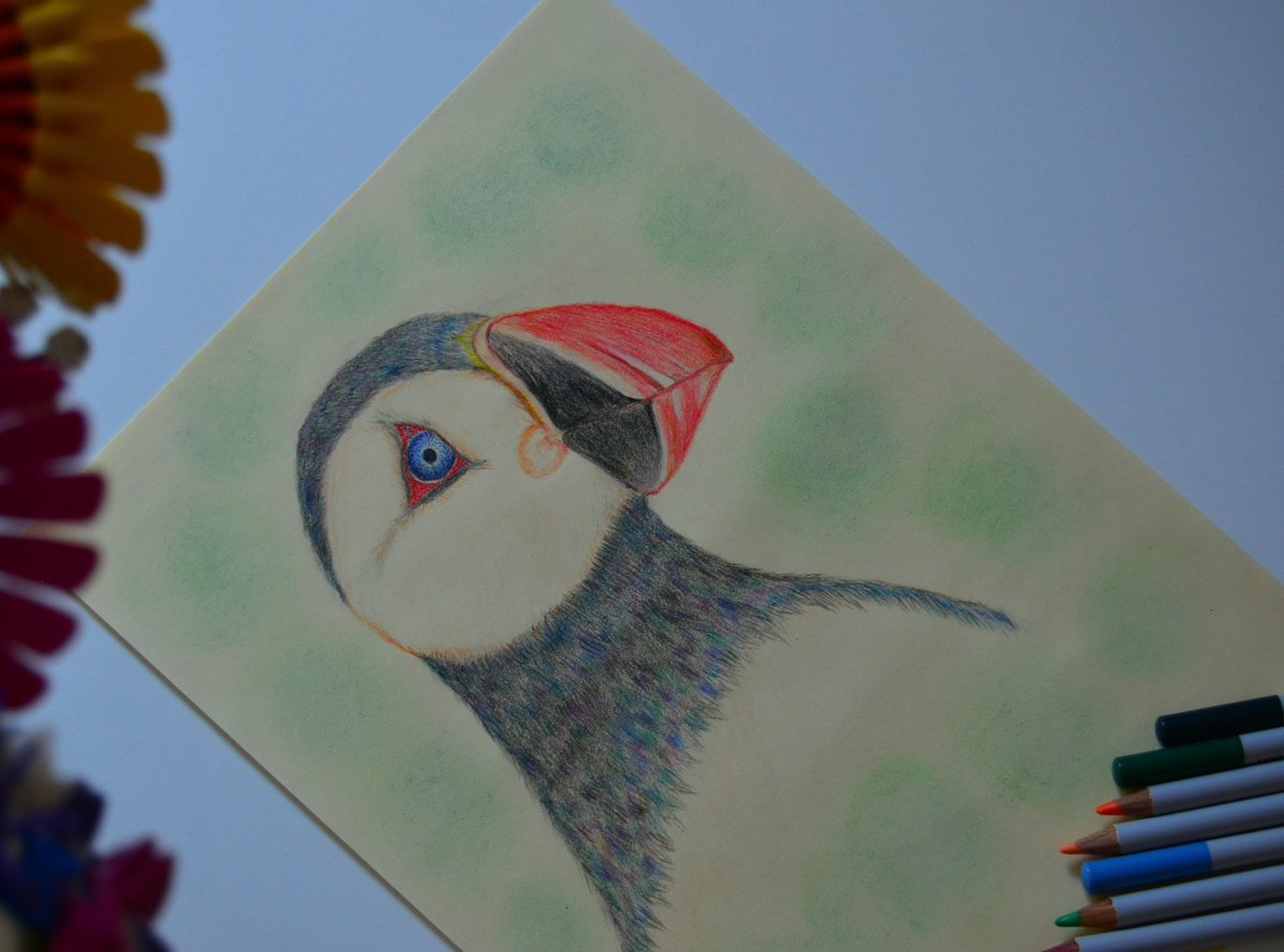 fatmagulerart's tweet photo. My wild animal drawings #endangered #vulnerable #animals #nature #colouredpencil https://t.co/PuGCLCxBOE