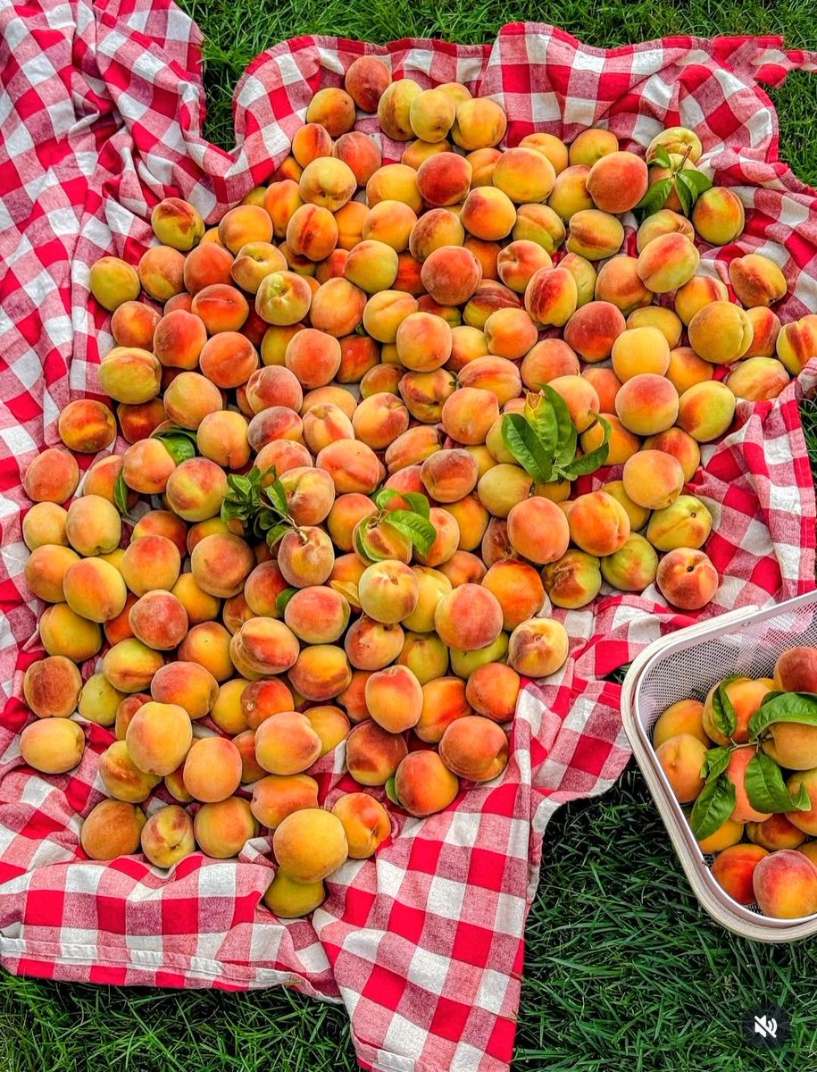 greenvibe's tweet photo. Summer’s brightest harvest. https://t.co/XFl2xDHVnV
