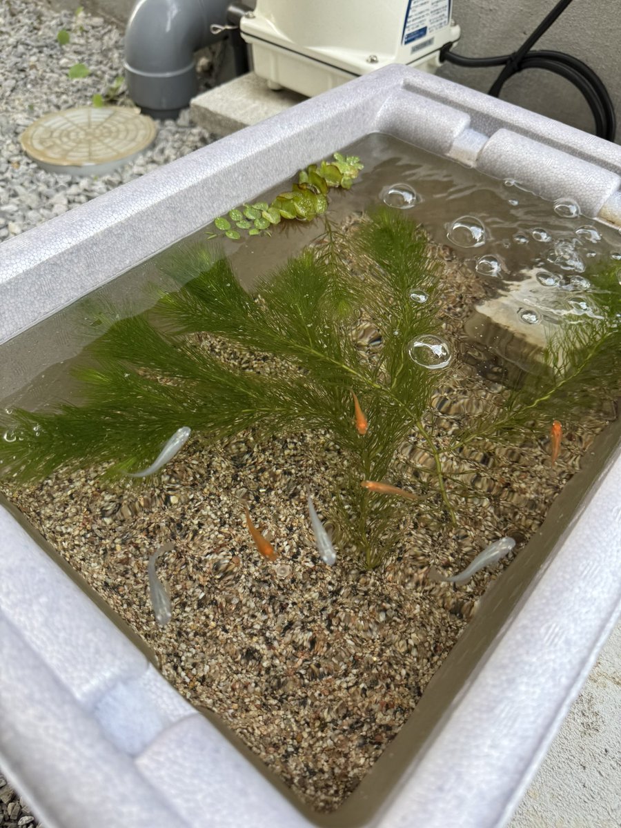 jamnyfish's tweet photo. メダカ生存確認
新しい水に喜ぶメダカ
餌の食いつきよし
叩き落とした蚊を入れたら普通にメダカがパク😳
アマゾンフロッグピットも心無しから増えてる気がする🙄 https://t.co/hqFxXaXQTZ