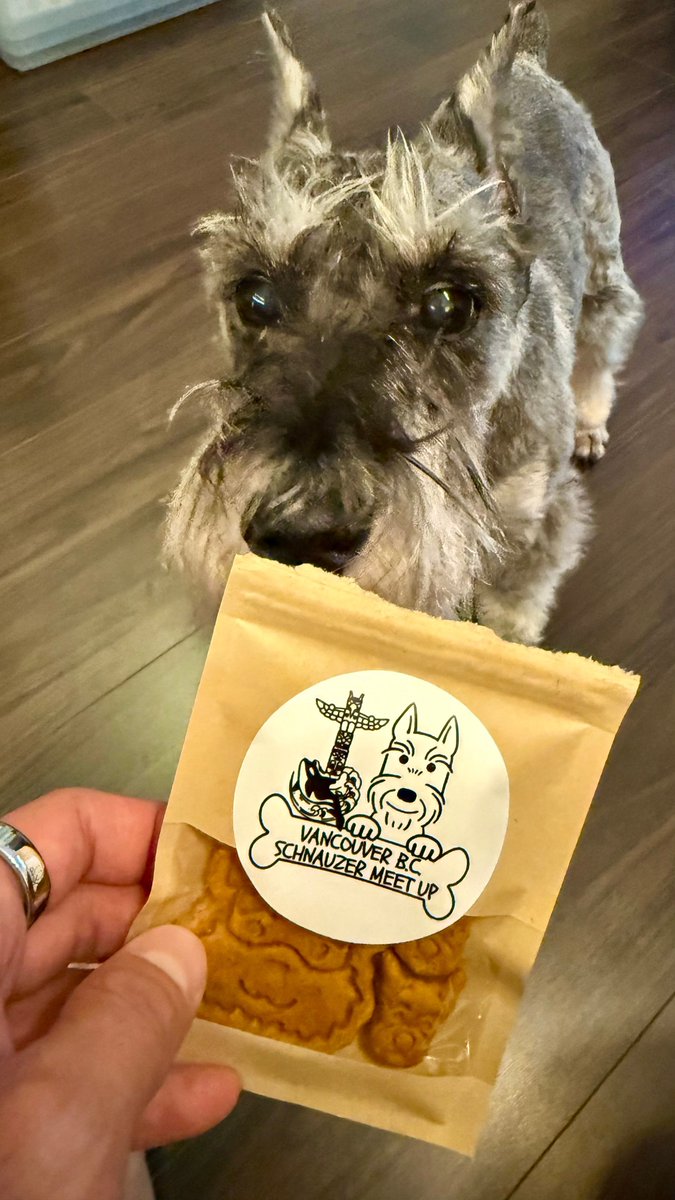 muffinjai's tweet photo. They’ve got the perfect cropped ears—just like my biological dad, Dickson, the legendary professional show dog, and me—which really highlights what it takes to hit that elite show-ring standard.
#SchnauzerMeetup #SchnauzerLove #MiniatureSchnauzer #BirthdayTreats #ShowDogDreams https://t.co/SWRPUdxqgg