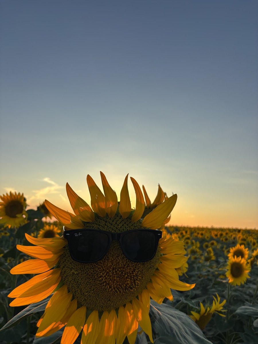 TosunerEsra's tweet photo. Ayçiçeği misali güneşe çevir yüzünü…🌻☀️ https://t.co/7GAt2G61vh
