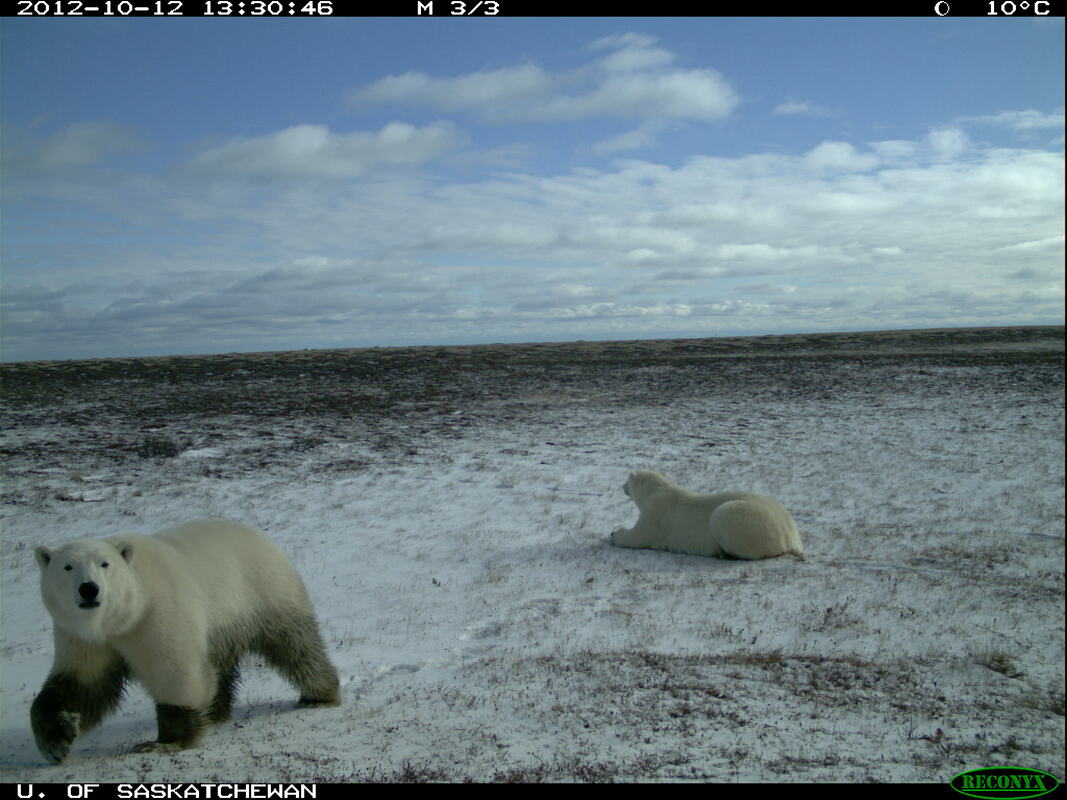 Trail_Cams's tweet photo. https://t.co/T22NXU6S3J