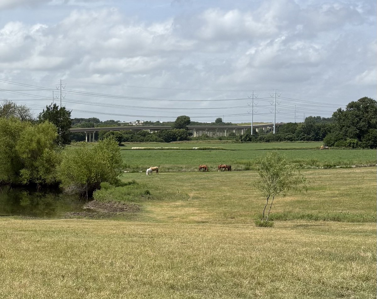 Brigitt08020250's tweet photo. @DFWscanner My  horse gave  him peace. https://t.co/D6QvKPIfRT
