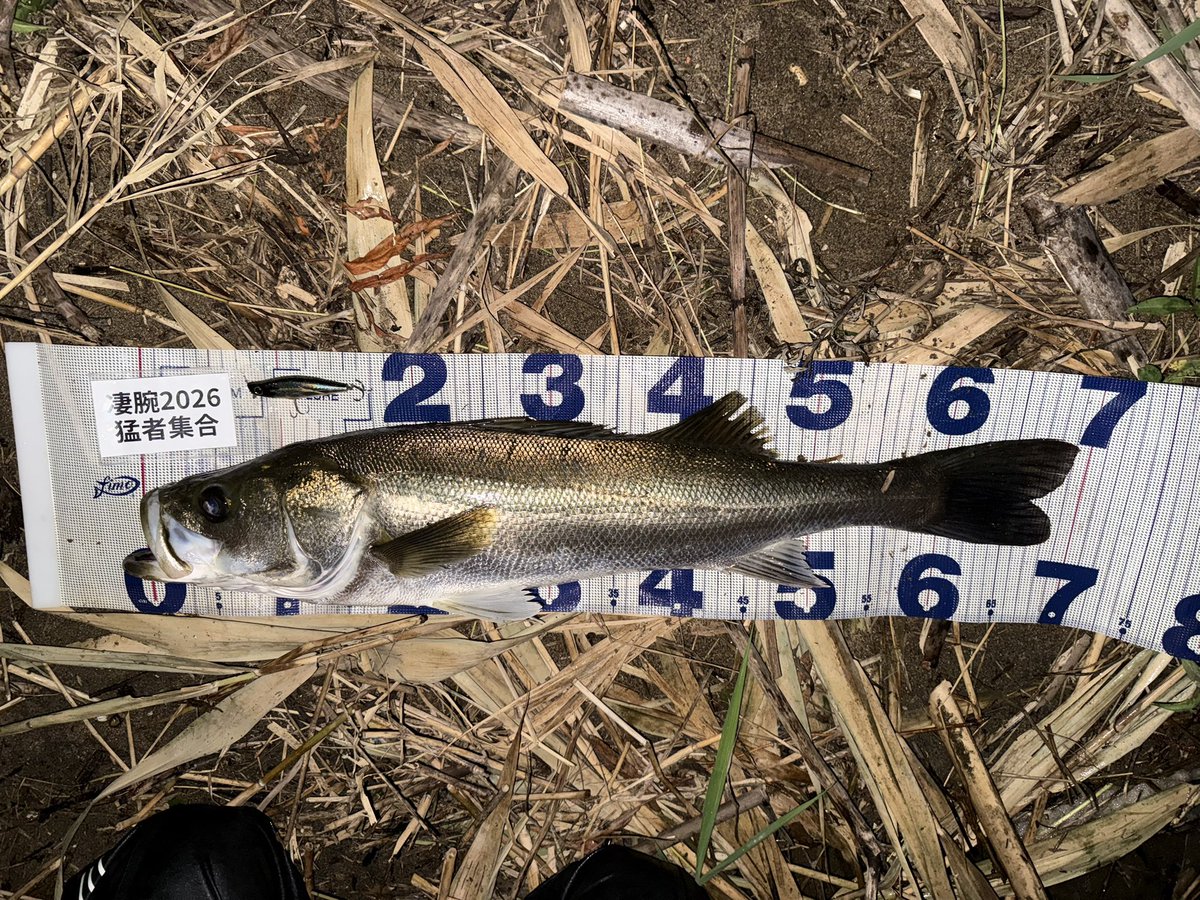 Seabass_Quest's tweet photo. 昨夜は向かい風でボイルもほとんどなく、かなり厳しい状況。

それでも回遊が入ったタイミングだったのか、ご一緒した方とほぼ同時にヒット！

ヒットルアーはダイワのガルバ。

短い時合いをものにできた、価値ある1本🙌

厳しい日ほど、1本の価値が大きい。

#シーバス
#ブランジーノCGS
#ガルバ https://t.co/hX6KDFMa8D