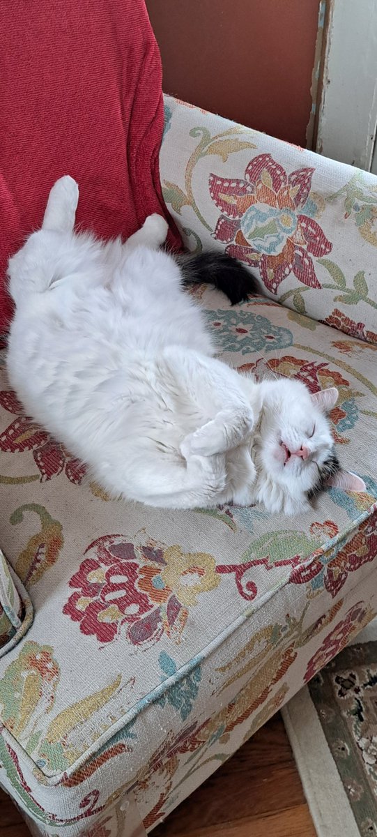 TracyEngland20's tweet photo. @miles_commodore Its all about how you pet their bellies. https://t.co/r4kVWRhaS5
