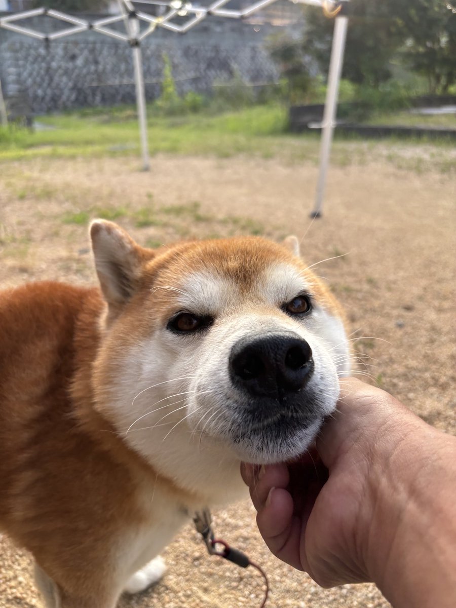 しばわんたむ うーむ、ちょっと違うな🤏 🐕✨