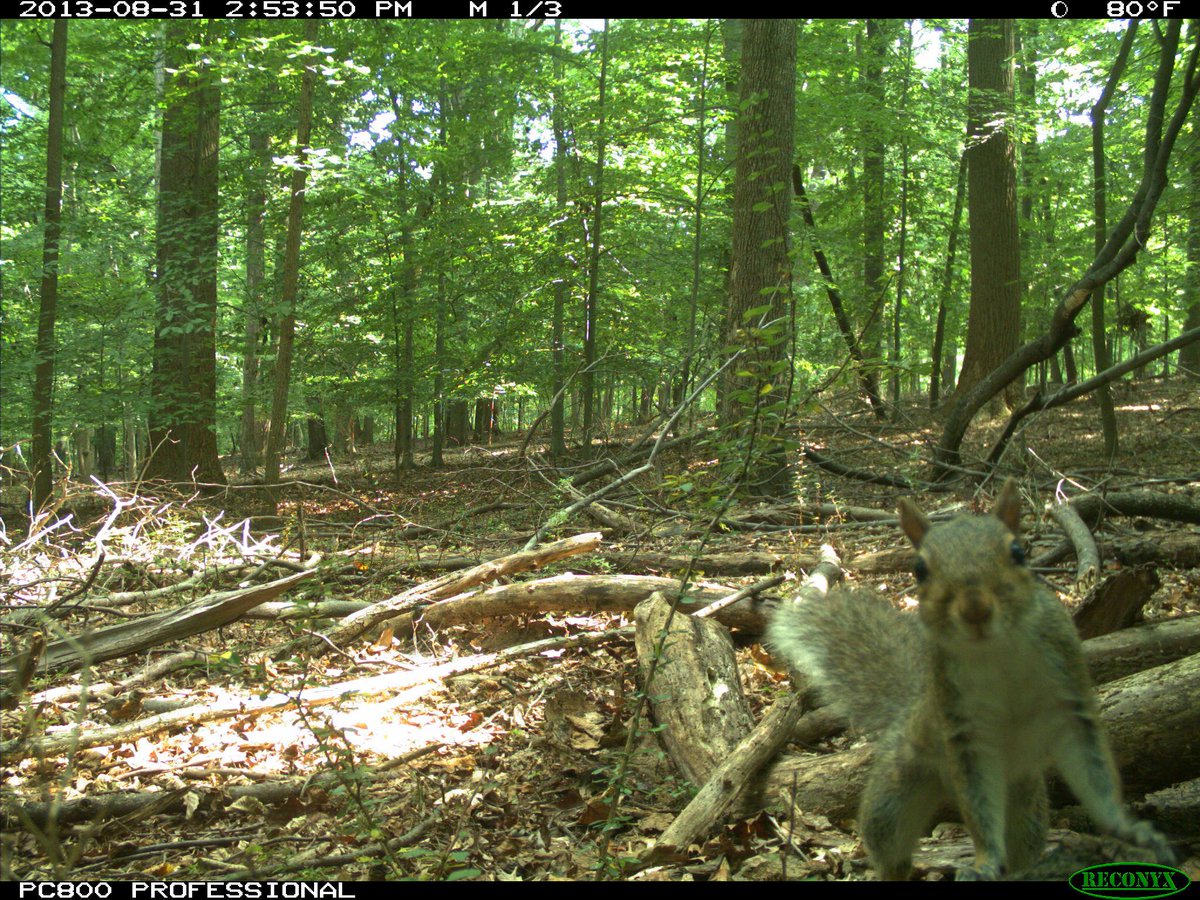 Trail_Cams's tweet photo. https://t.co/mIST8CeYtn