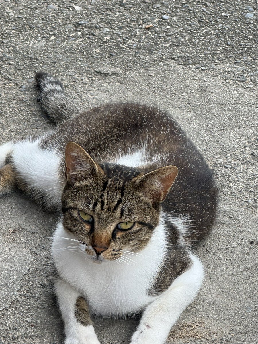 chunkycatty's tweet photo. おはようござんす☀️
今朝も暑いけどサクッと朝ラン🫠

今日は朝から草刈りして、昨日の続きの植え付けもして…暑いだろうなぁ😇

あ、昨日は甲状腺癌の術後の定期検査の結果発表の日で、今回も特に変わらず👍
この約3年は半年毎だったけど、次は1年後🤩 https://t.co/AcmdYOCPFa