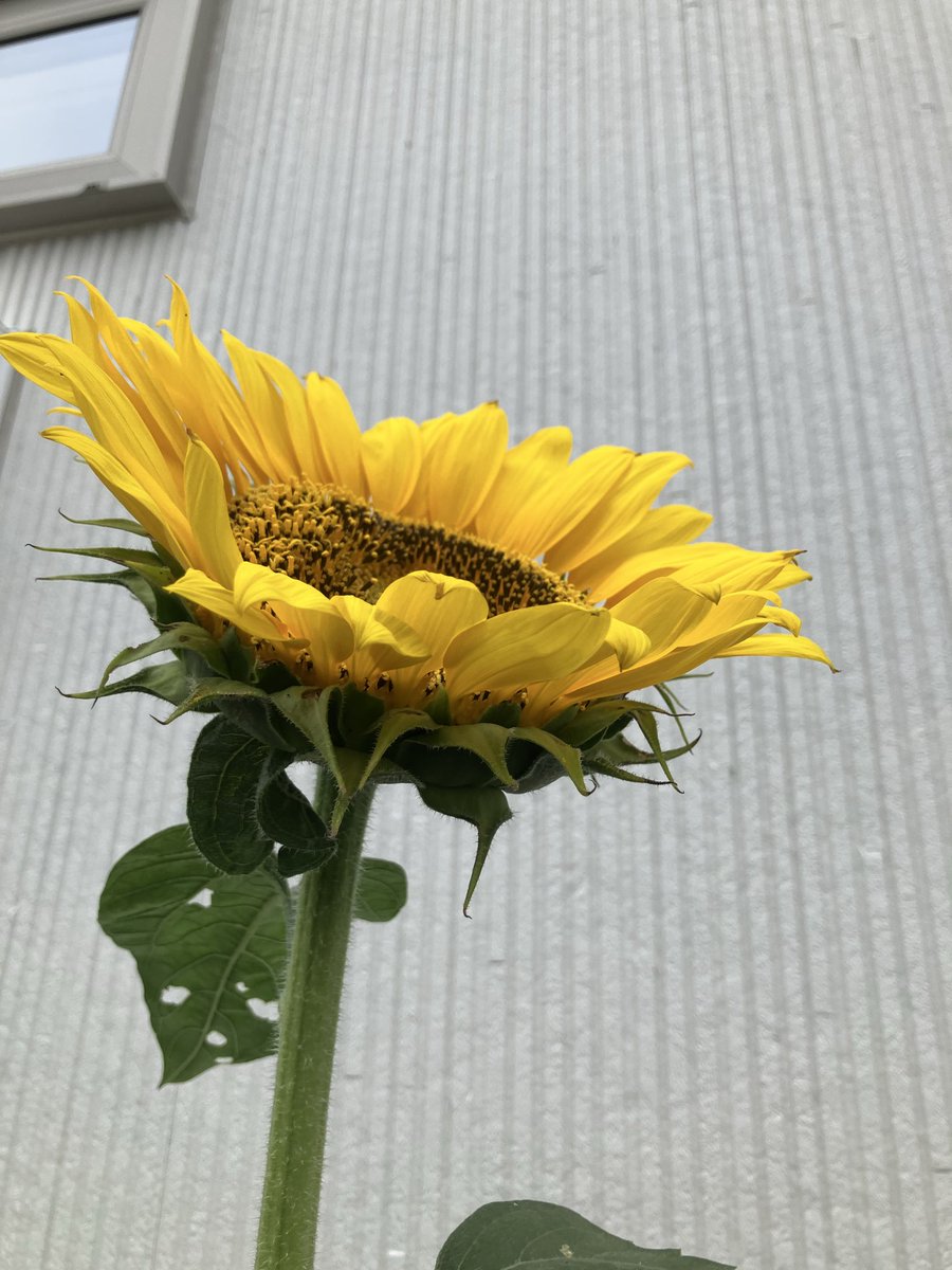em_ybssas's tweet photo. おはワン🐶🌻 https://t.co/bHIfaU3S7d