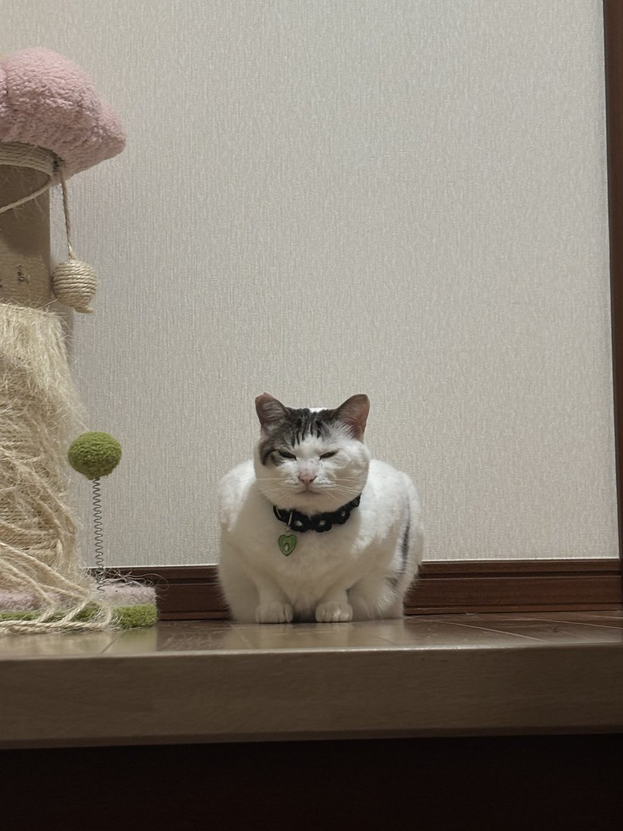 ひーにゃん (@hiinyan113) / Posts / X