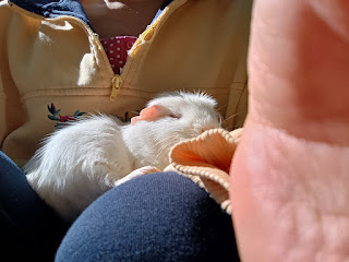 TruthThePiggie's tweet photo. 今日は　#モルモット感謝の日　。で、今日のブログは、同居人がぼくのために買ってきたものの話。
「モルモット＊リーズンの発見」更新
https://t.co/9oQrE95d2G https://t.co/lNo95Hi4Ul