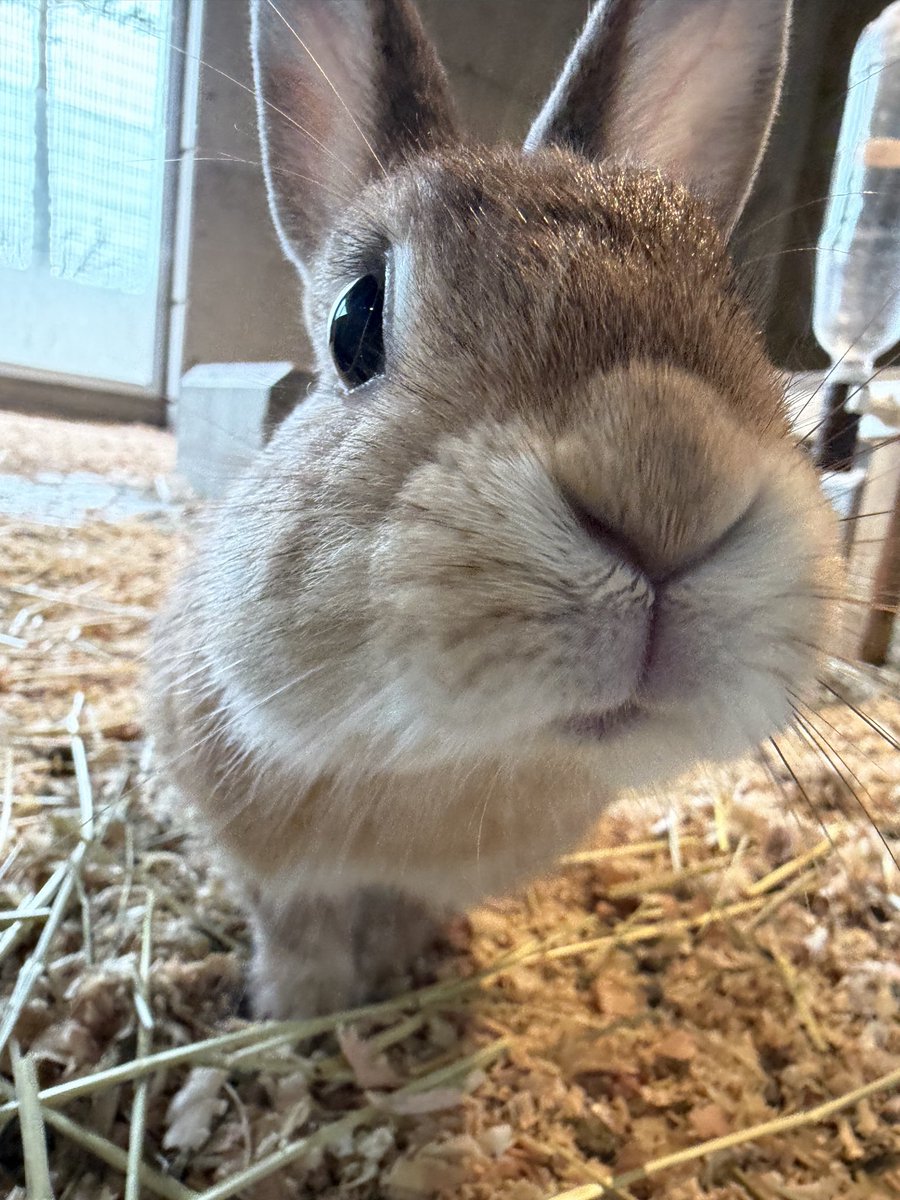 doubutsutominna's tweet photo. おはようございます☀

うさぎ目線カメラです

#霞ケ浦どうぶつとみんなのいえ
#うさぎ https://t.co/MZ6ZtsqbeO