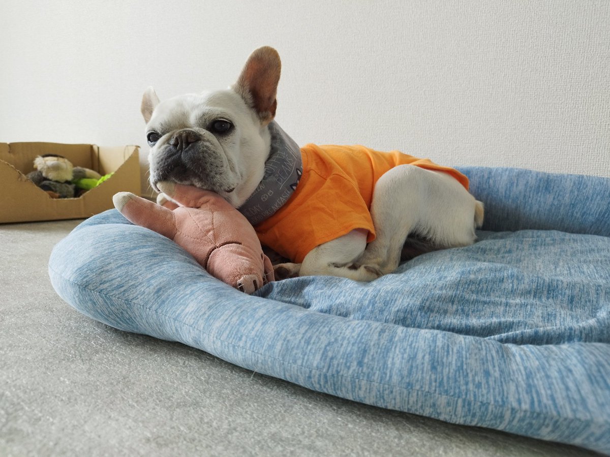 zarumina's tweet photo. 6時台でも、拒否ブルになるふう様😅5時台に行かないとかなぁとタイムスケジュール見直し中です🤔 https://t.co/dzGobtwlu3