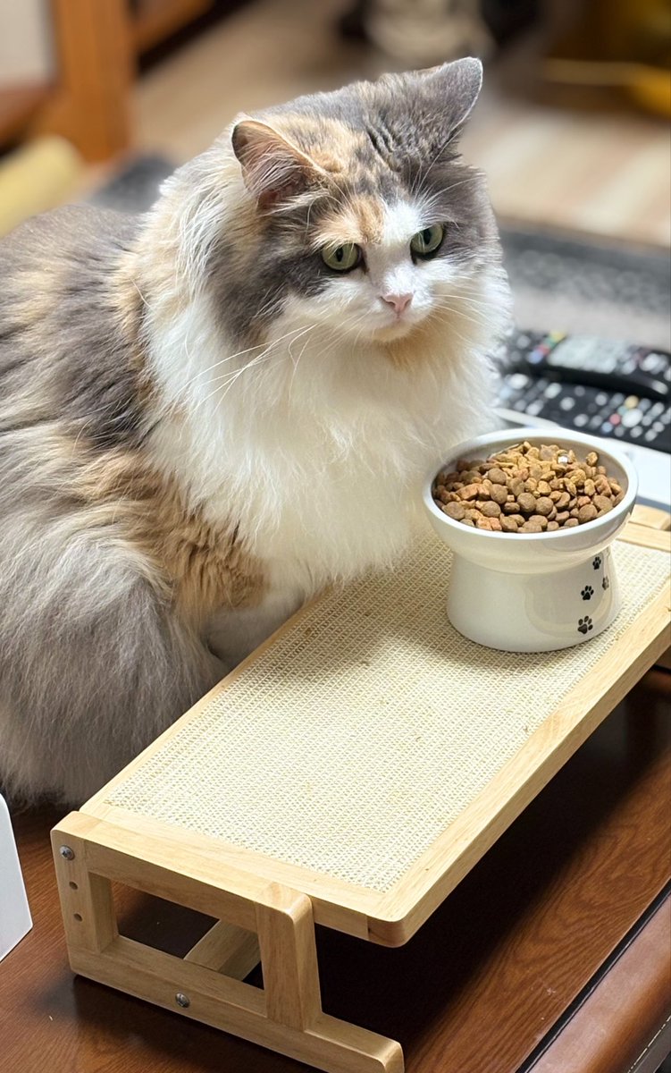 _anz0310's tweet photo. 朝ごはん🍚…朝ってぼんやりしちゃうよねぇ(  ¯꒳​¯ )ᐝ
#猫のいる暮らし #あんずっちょ🍑 https://t.co/0tUEf2R8xf