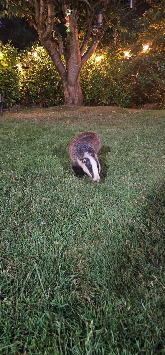 AndrewJames18's tweet photo. A badger came right up to me to say hello tonight in our garden... #northwales #naturewatch #bbcnature #badgers #nature #itv #brock #family #bbcwales https://t.co/jHYQttuQ4a
