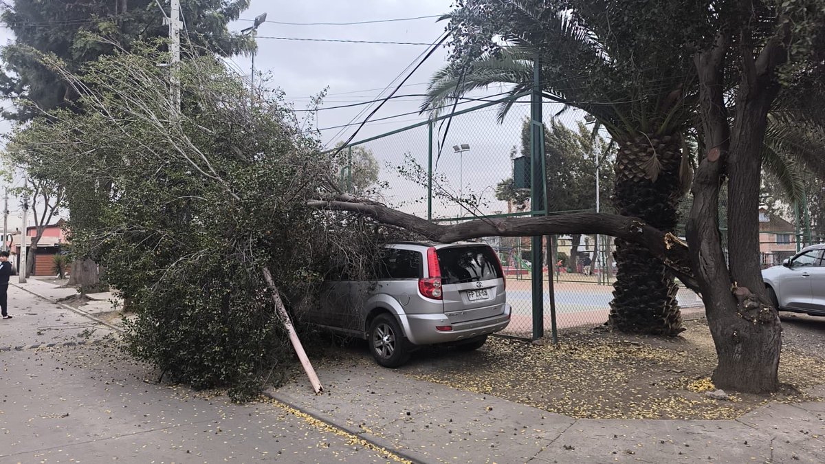 dleonleec's tweet photo. @impudahuel hoy por la tarde cayó un árbol vino personal del municipio y hasta la hora no tengo respuesta, se retiraron indicando que está informado, sin embargo el problema y el peligro de que siga cayendo el árbol persiste @Mega #biobío https://t.co/vScaf1U5XW