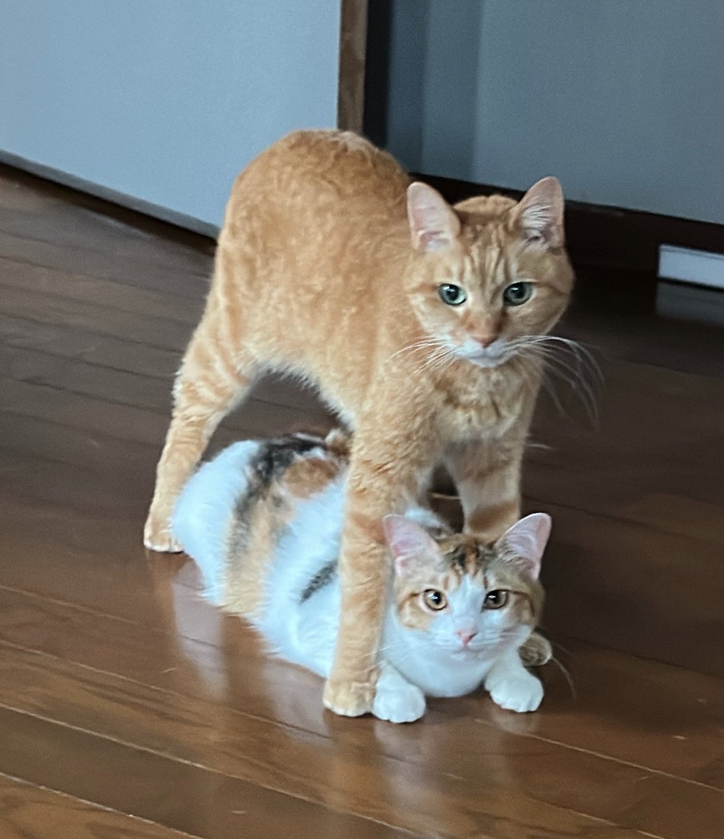morukiti1718's tweet photo. 組体操か〜い
＃猫好きさんと繫がりたい #ねこ https://t.co/AmzoTm5PaU