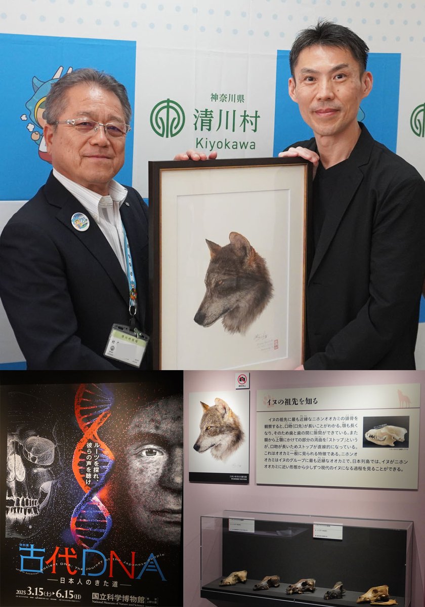 mansell5088's tweet photo. 神奈川県清川村さんへ村制70周年の御祝いに
昨年、国立科学博物館等で開催された古代DNA ～日本人のきた道～でニホンオオカミの頭骨と共に展示されていたニホンオオカミ復元画のレプリカを贈呈してまいりました。

70周年おめでとうございます！

#清川村
#神奈川県 
#野生動物画家 https://t.co/ubbYDJBvD8