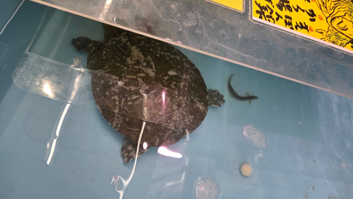 donbay314's tweet photo. 先日、近くのスーパーに行った所
シナスッポンが売られていたのですが…
そのスッポンが産卵してました。
これは何故か心が引っ掛かり、購入しようか迷いましたが、飼育スペースもなく、弱ったスッポンを回復させるスキルもない事に気付き見送りました。
それにしてもスッポンの卵って旨いのかな？w https://t.co/o8baPEDbk9