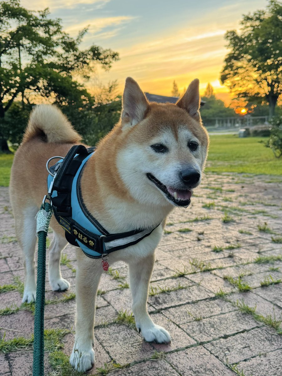 yoshi1830's tweet photo. 朝焼けがきれいだったワン🌆 https://t.co/VaQGnIIaPc