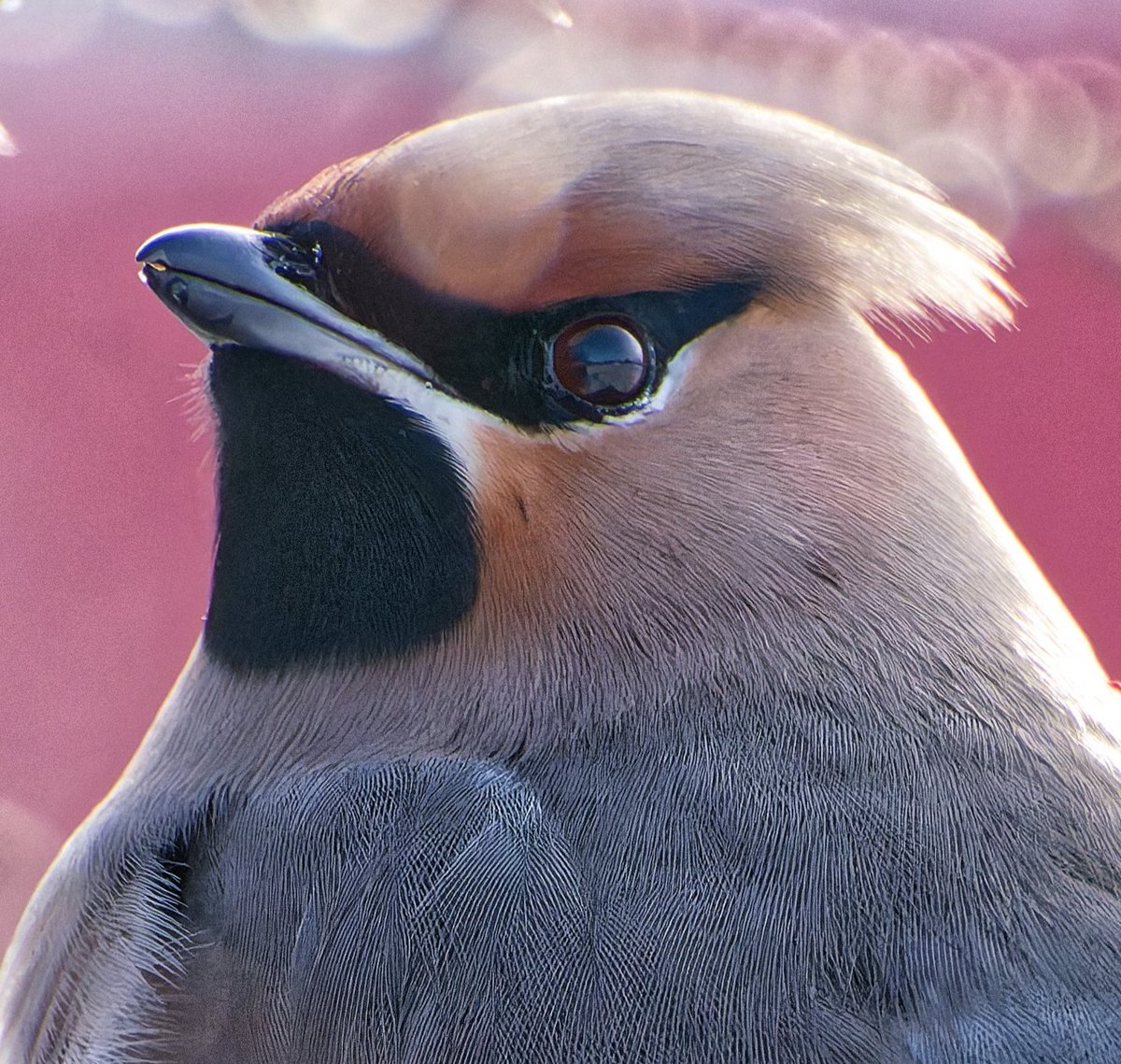 waningstern's tweet photo. when i was a kid i thought my dark brown eye color was boring but now i realise i share it with a lot of cool birds and i think it's amazing https://t.co/HTX3eqUt6Y