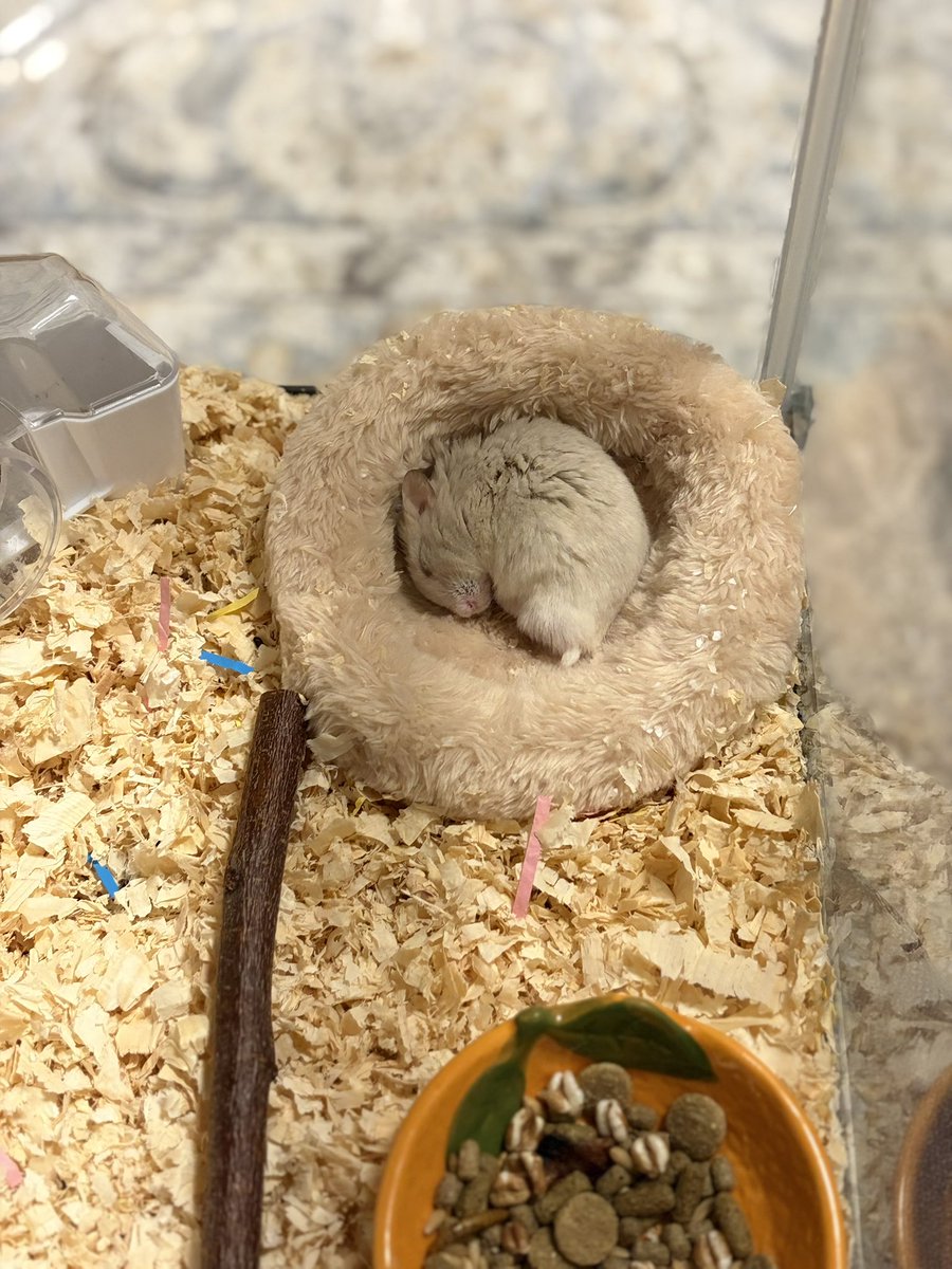 Pch___10's tweet photo. ココちゃん🥥
起きている時はビビリさんだけど、寝ている時は天使のように穏やかな顔するんだよね〜🪽✨ https://t.co/wg0HhviyuR