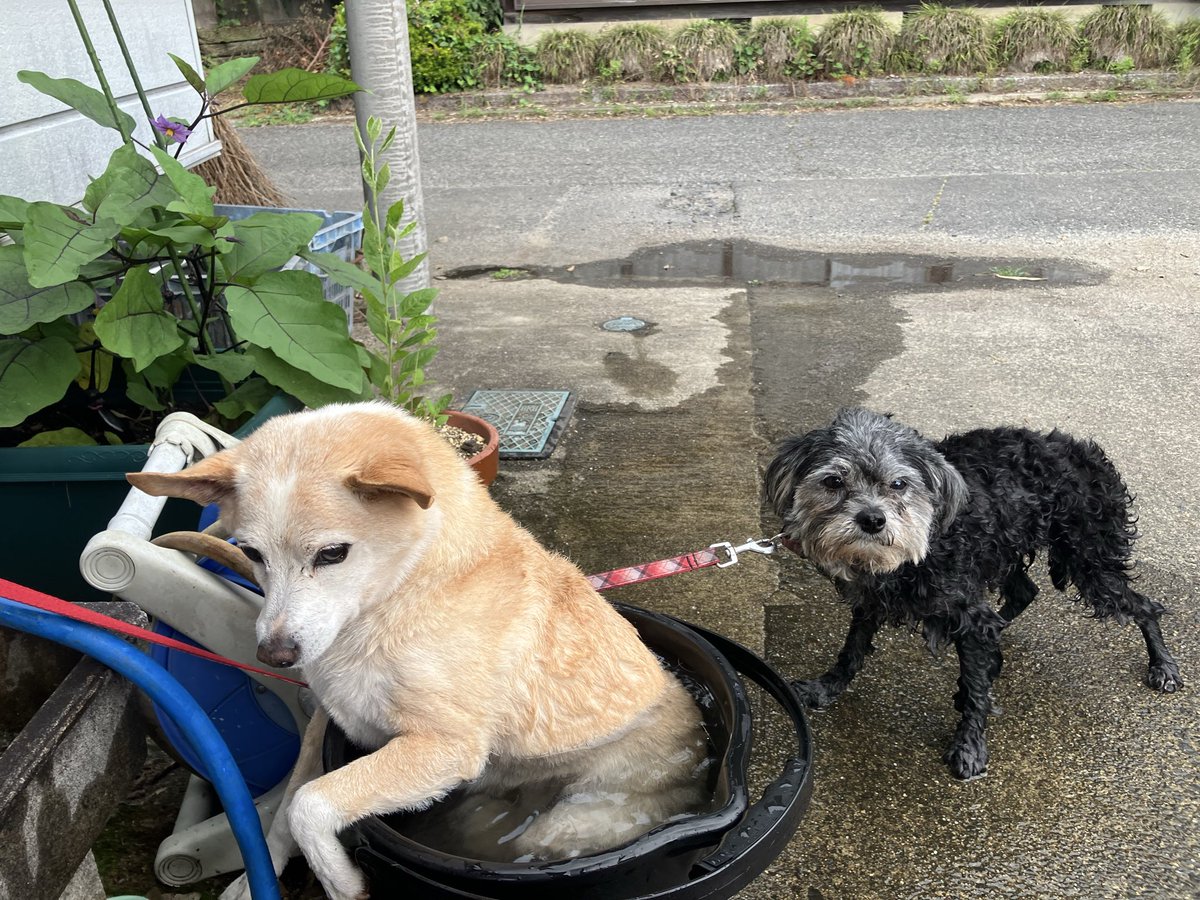 chiro_umi's tweet photo. おはようございます🌞
朝んぽの後のバケツ水浴び順番待ち https://t.co/kkr0uvE94d