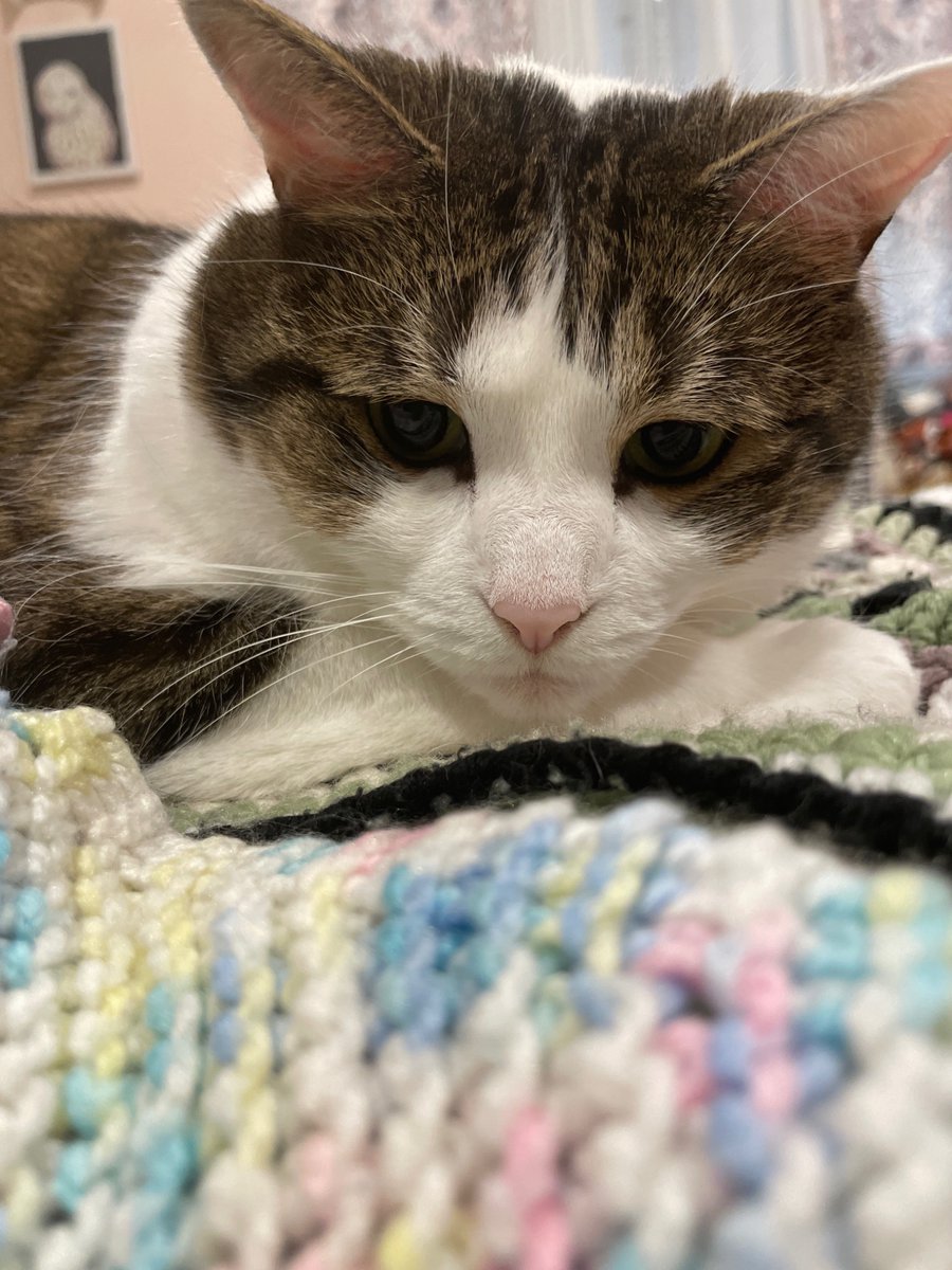 rottnattraction's tweet photo. does everypony like MY cats that I took pictures of on MY phone 😸 https://t.co/QnogyFGzXy