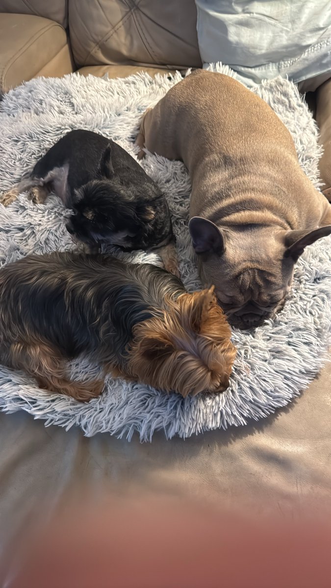 DarleneMattio's tweet photo. Biela Lili and Sugarbaby are ready for bed Good Night 💤 My Beloved X Family remember Tomorrow is a Brand New Day make it count I will https://t.co/UL7yXSWnkA