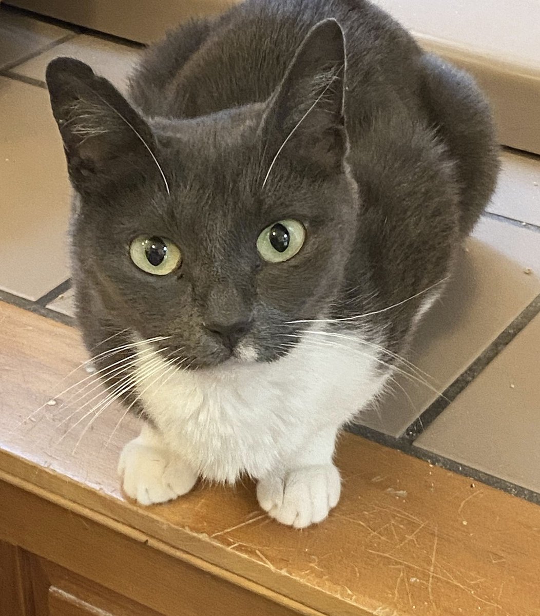 Project MEOW tweet media