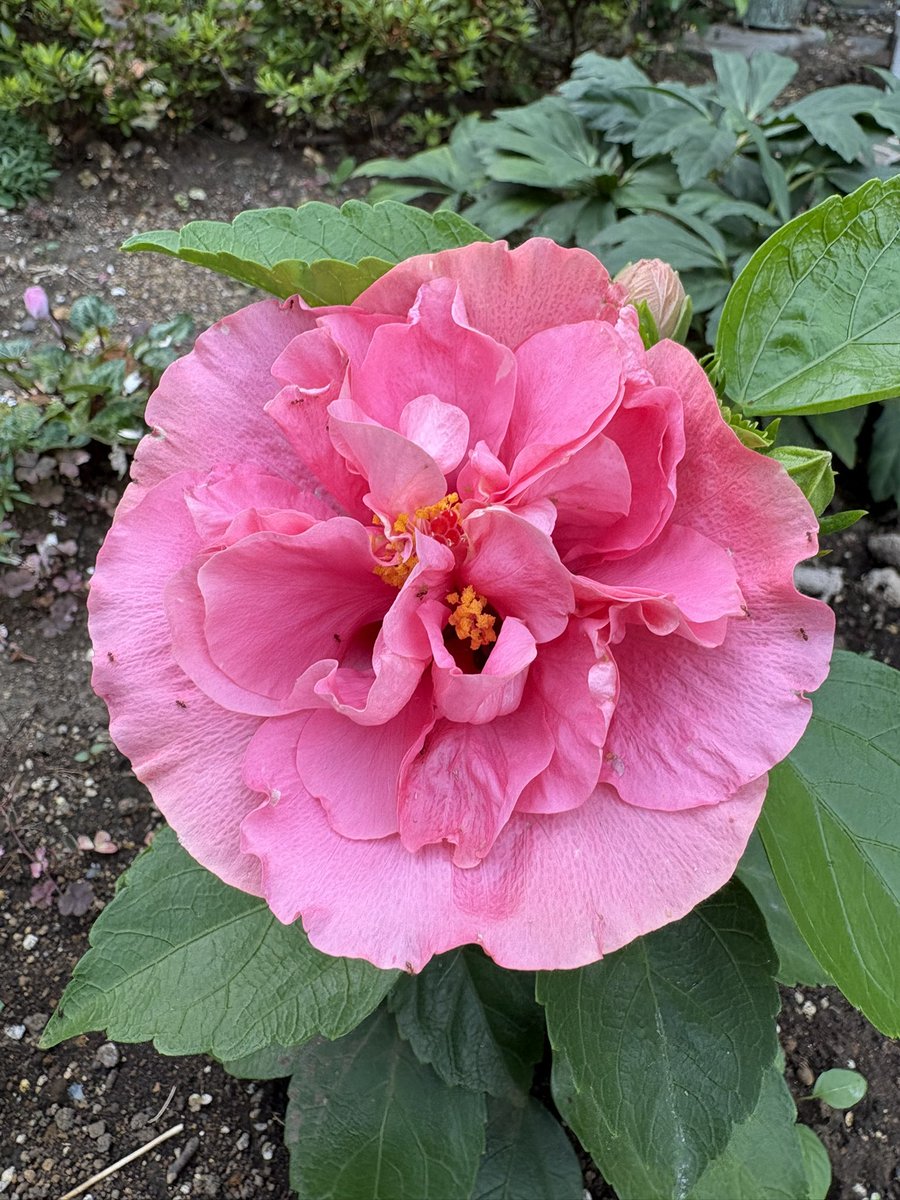 hinmi5's tweet photo. なかなか咲かなかったハイビスカス🌺
なんと八重咲きでした。 https://t.co/RjTnYPOO7B