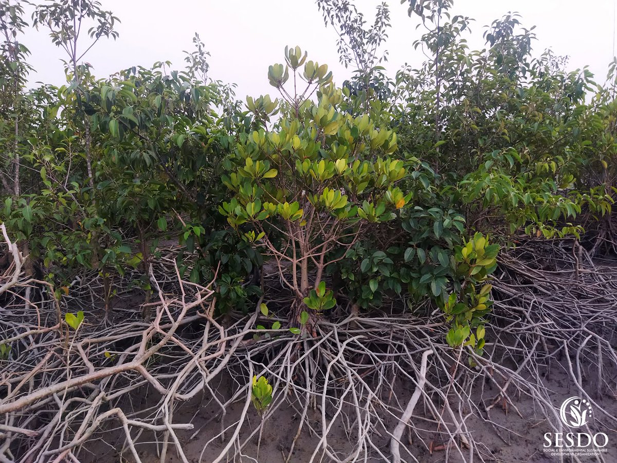 SESDOBD's tweet photo. Healthy mangrove forests grow through patience, community stewardship, and respect for nature.

Support #Mangroves4Life: https://t.co/V9TrpZDr7M

Thank you, @maearthstudio 💚

#MaEarthRound3 #MaEarth #MangroveRestoration #CBEMR #ClimateAction https://t.co/TzFMGbLQwD