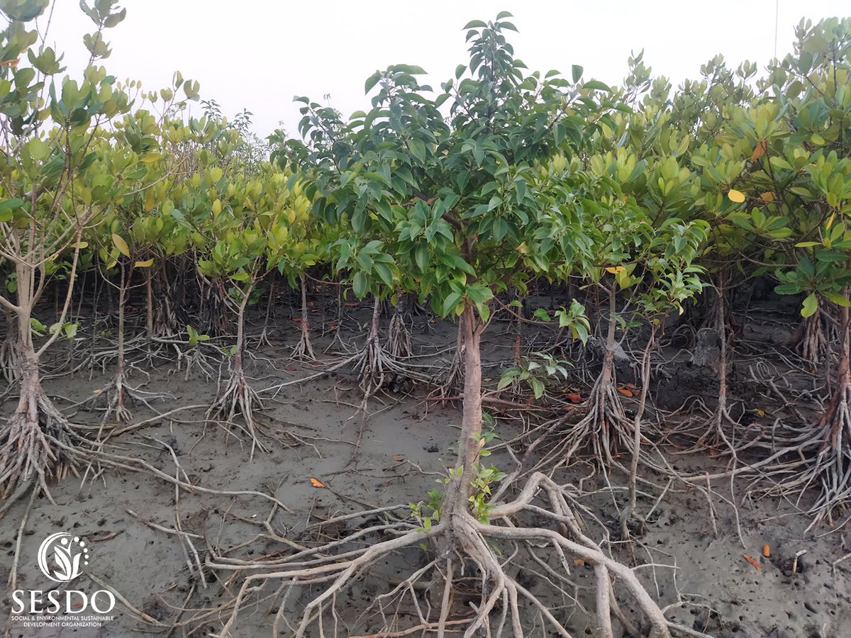 Tapas_Mollick's tweet photo. Healthy mangrove forests grow through patience, community stewardship, and respect for nature.

Support #Mangroves4Life: https://t.co/M4TPlsOoiq

Thank you, @maearthstudio 💚

#MaEarthRound3 #MaEarth #MangroveRestoration #CBEMR #ClimateAction https://t.co/qOLCsmeV3h