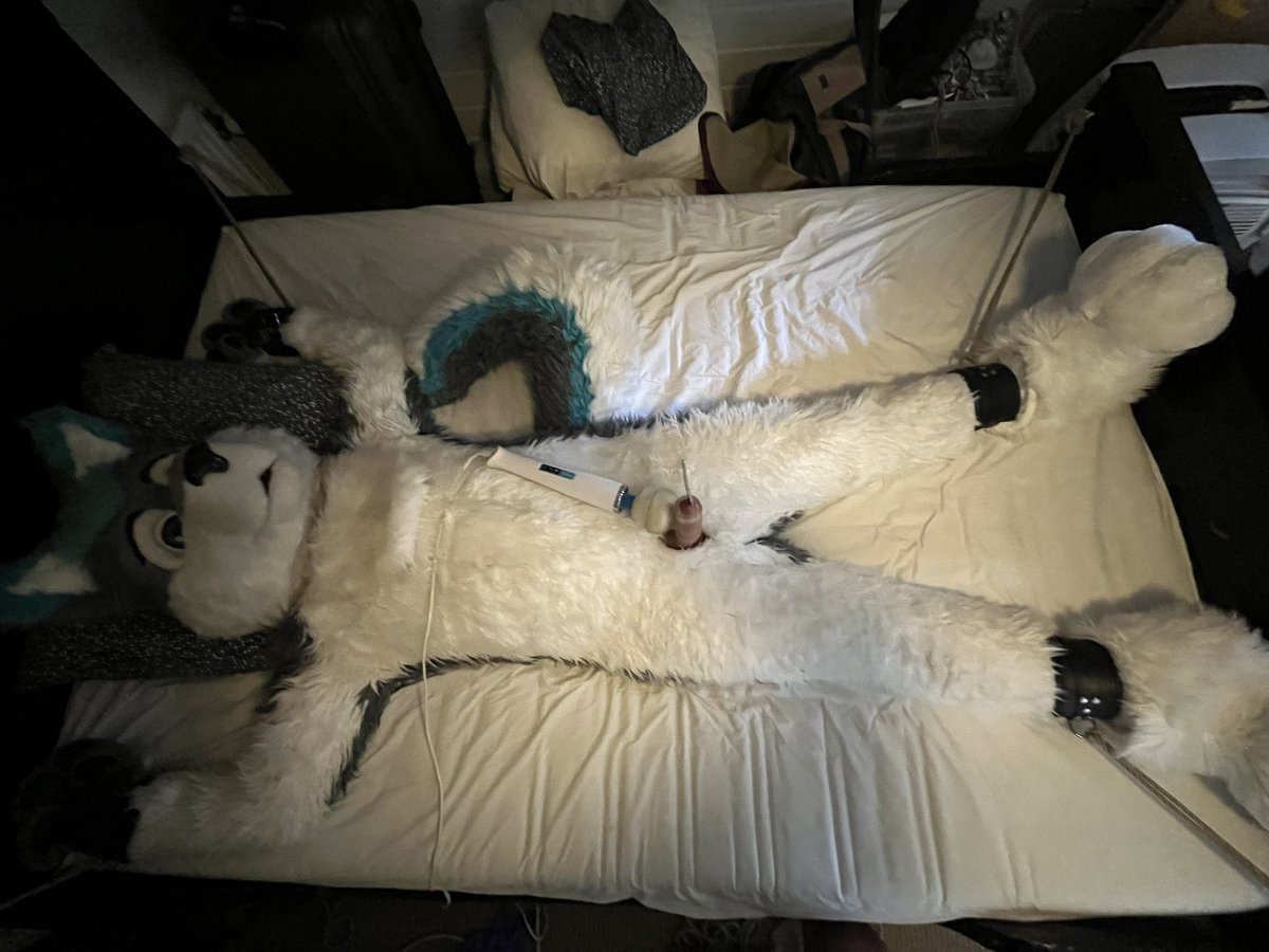 Hachi_AD's tweet photo. Please help a husky out. I cant take this any longer https://t.co/yazIerLUKW