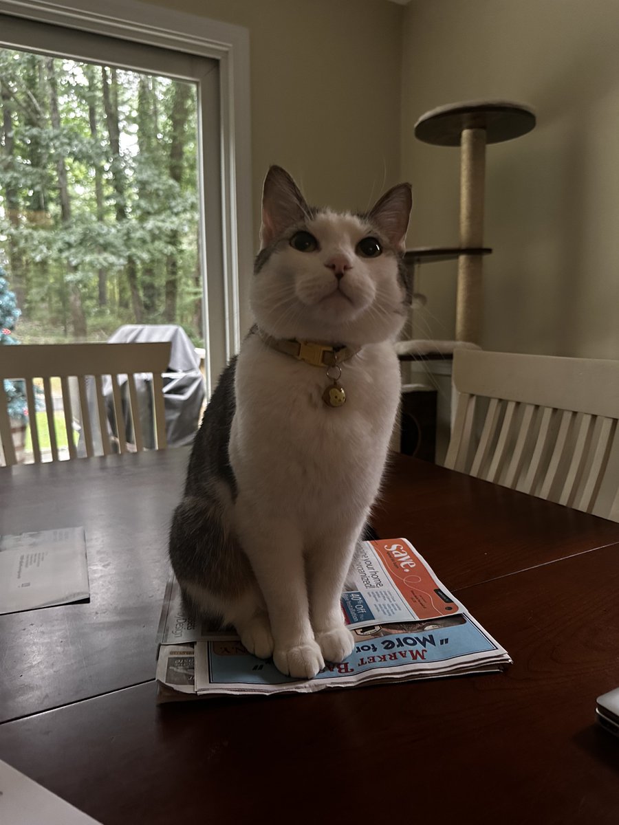 grahkayyy's tweet photo. spot is looking so handsome on the marketbasket coupons https://t.co/rCitd6WaGW