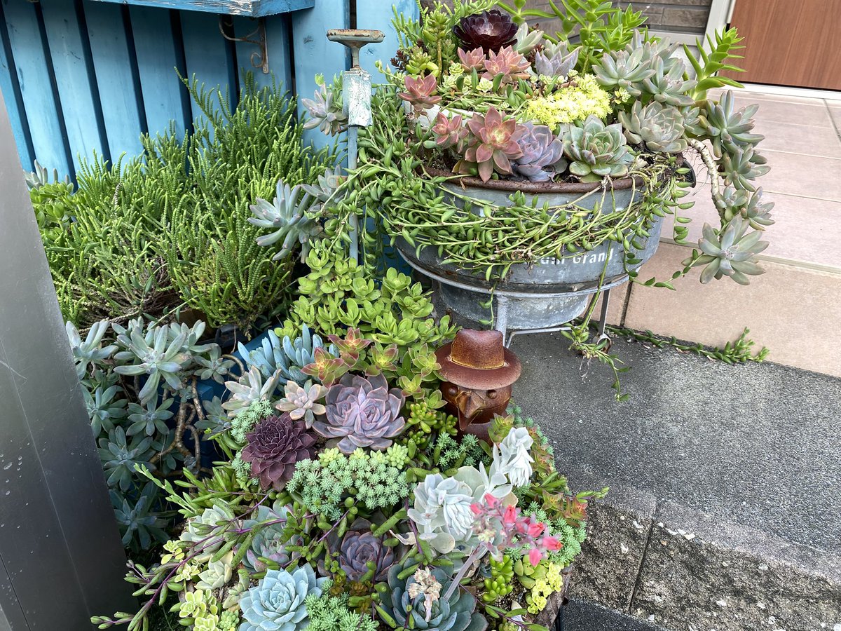 kio_taniku's tweet photo. 花壇は株が足りなくて放置中だけど、玄関の鉢だけは見栄えよく( ´ ▽ ` )あはは https://t.co/H6OfvN2qBu