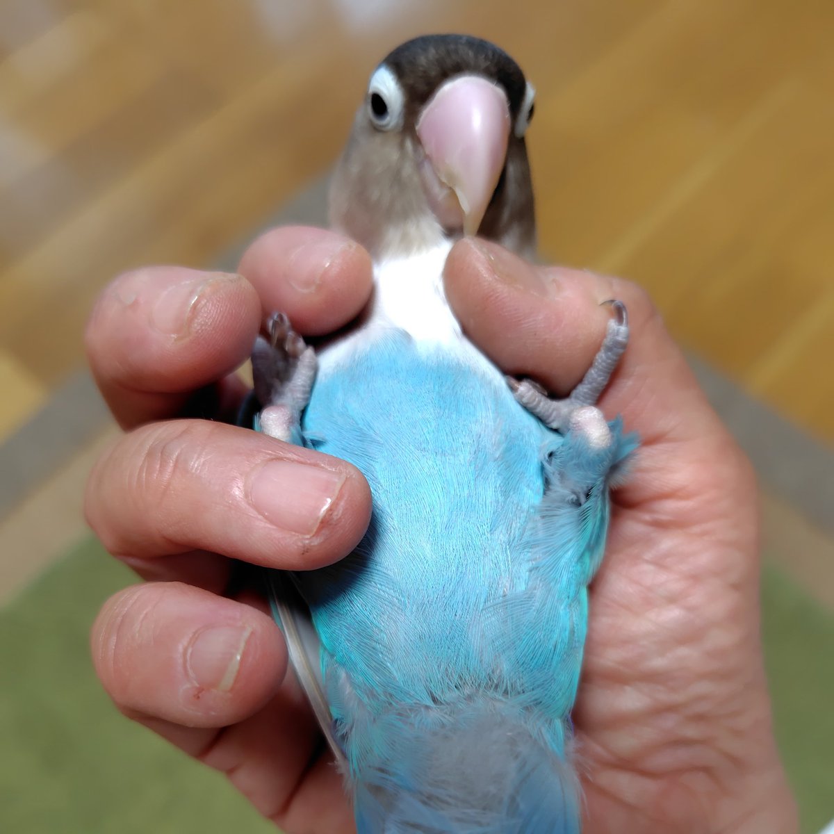 kazunee820's tweet photo. 拡散希望】静岡県富士市松岡で迷子のインコを探しています。 ・種類：白ボタンインコ（体は青色） ・名前：ぶるちゃん ・日時：2026年7月14日 ・特徴：手は苦手ですが、人の肩には乗ってきます。 見かけた方、保護された方はDM等でご連絡をお願いします！ #迷子鳥 #迷子インコ #富士市 #保護インコ https://t.co/MXfvg0x4Gm