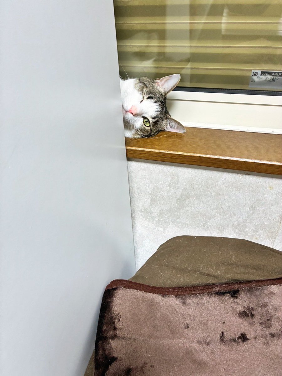 ハナ (@chakohakulog) / Posts / X