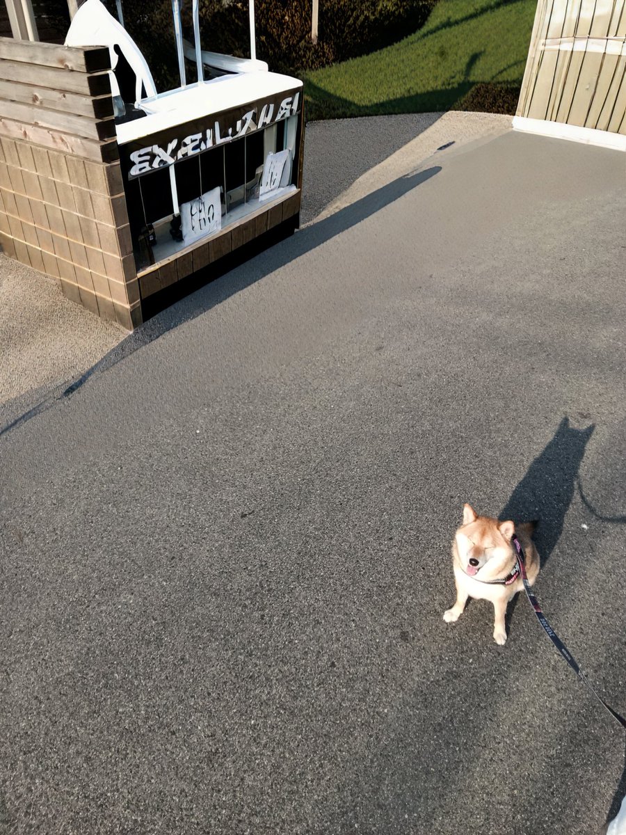rideon1973's tweet photo. 朝からこの暑さ🥵そりゃバテるよね🐾
#柴犬 https://t.co/KpRnNY2cqi