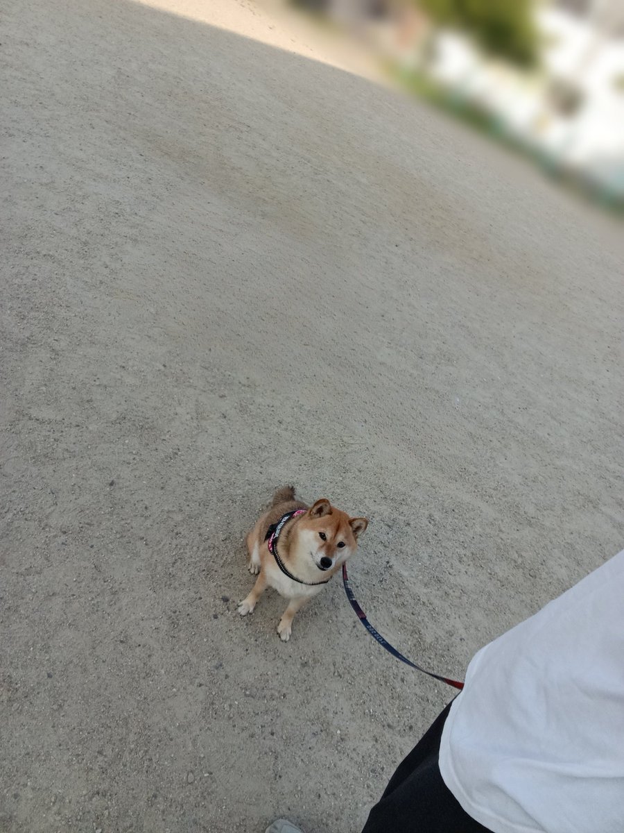rideon1973's tweet photo. 朝からこの暑さ🥵そりゃバテるよね🐾
#柴犬 https://t.co/KpRnNY2cqi
