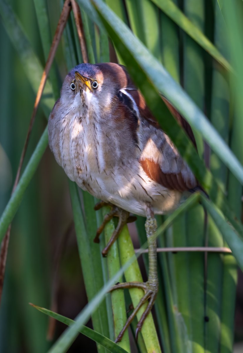 JocAPhotography's tweet photo. 👀

📷: Least Bittern https://t.co/9OZHt2iQoL