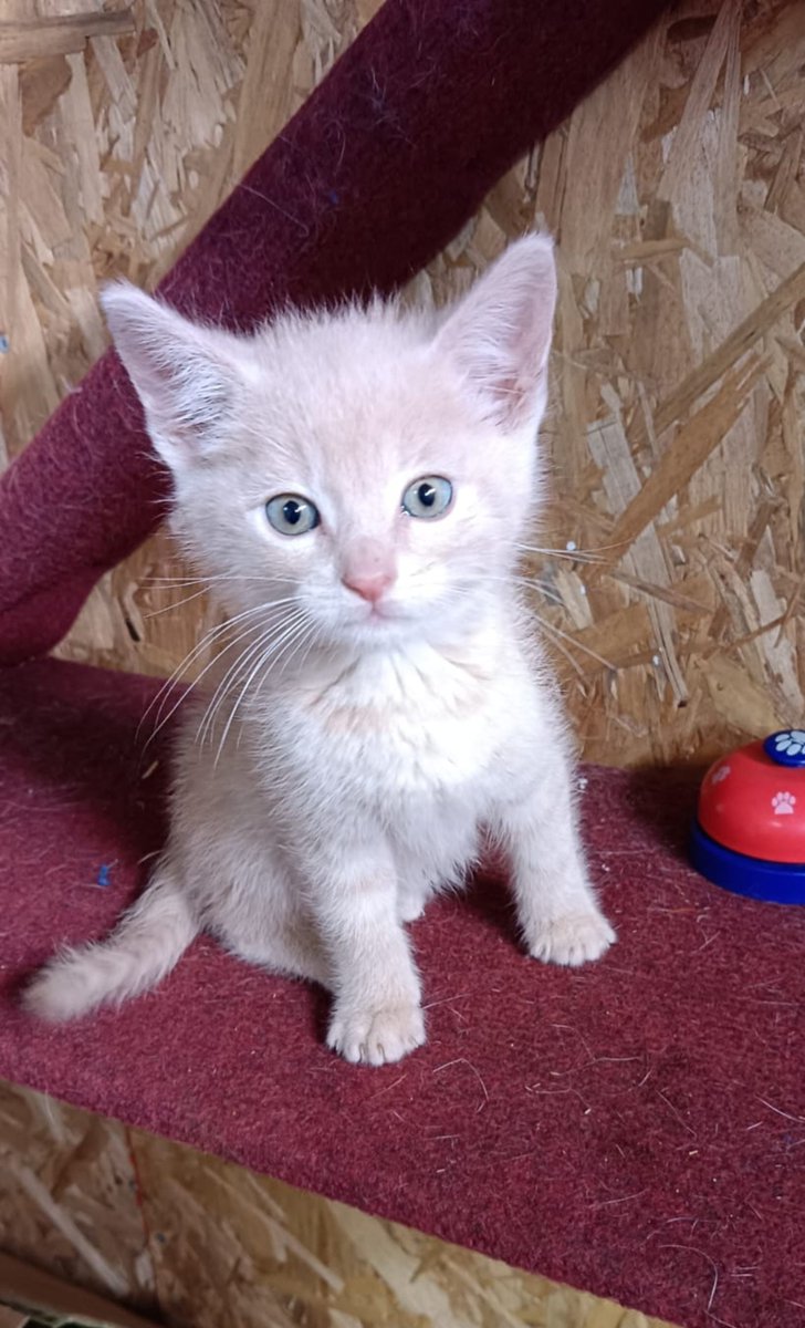 AnimalParaiso's tweet photo. Hermoso gatito en adopción, dos meses y medio de edad.

Contacto al WhatsApp +56 9 8226 5584.
#Viña #Concón #Quintero https://t.co/0OXhhGenre