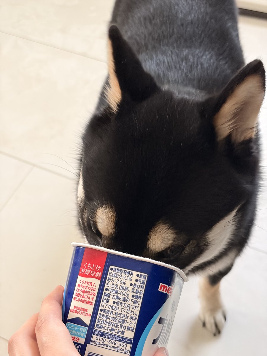 403mL's tweet photo. 飼い主が残り少ないヨーグルトを食べているのは、いぬたちにとって一大イベントである https://t.co/pLoEMT2Ni3