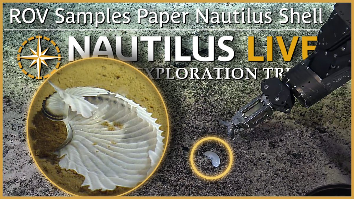 EVNautilus's tweet photo. While diving #ROVHercules, we came across a gorgeous paper nautilus shell at 3,795 meters (12,450 feet). Despite the common name confusion, a #papernautilus is not the same as a hard-shelled chambered #nautilus- it’s an #argonaut, an open-ocean #octopus. https://t.co/1z3iaIx0S4