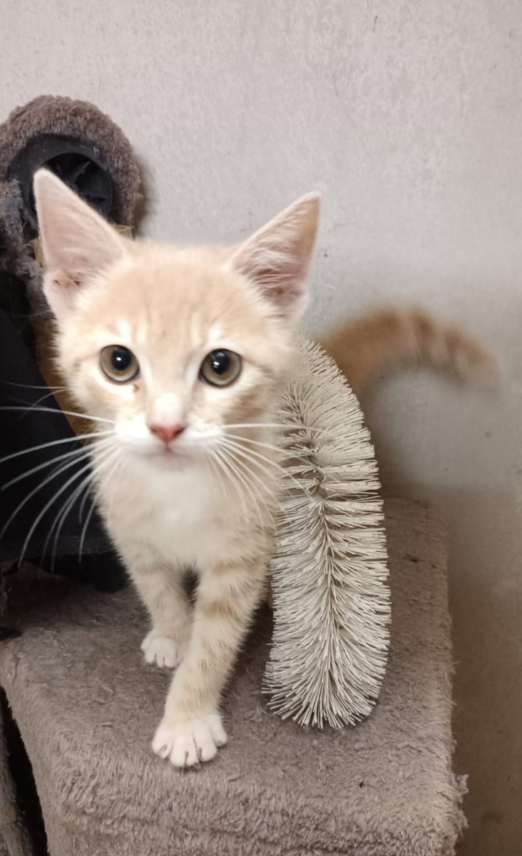 AnimalParaiso's tweet photo. Hermoso gatito en adopción, dos meses y medio de edad.

Contacto al WhatsApp +56 9 8226 5584.
#Viña #Concón #Quintero https://t.co/0OXhhGenre