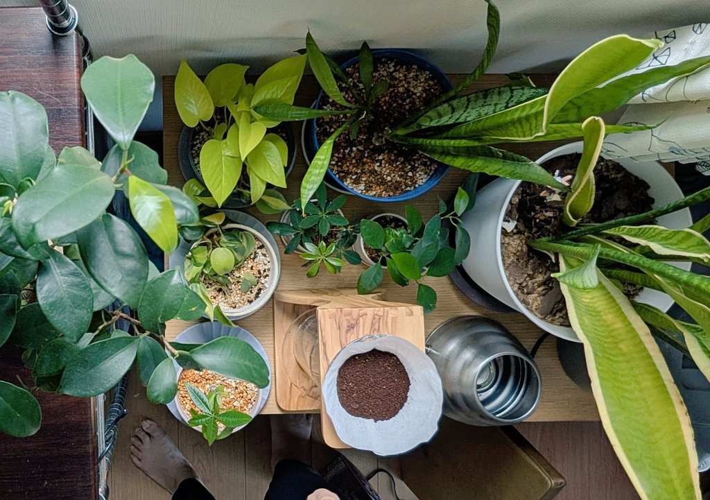 narunarucafe's tweet photo. おはようございます。今日は手挽きです。そして観葉植物に囲まれながらドリップして普段遣いのカップに注ぐ穏やかな休日。。。とはいきません💧夏休み前で子供達が持ち帰った物の整理やいつもの家事やお店の準備。そして今日は19時〜ドラッカー勉強会です。4名参加予定。お時間のある方は是非♪ https://t.co/jpLXQSfNn6