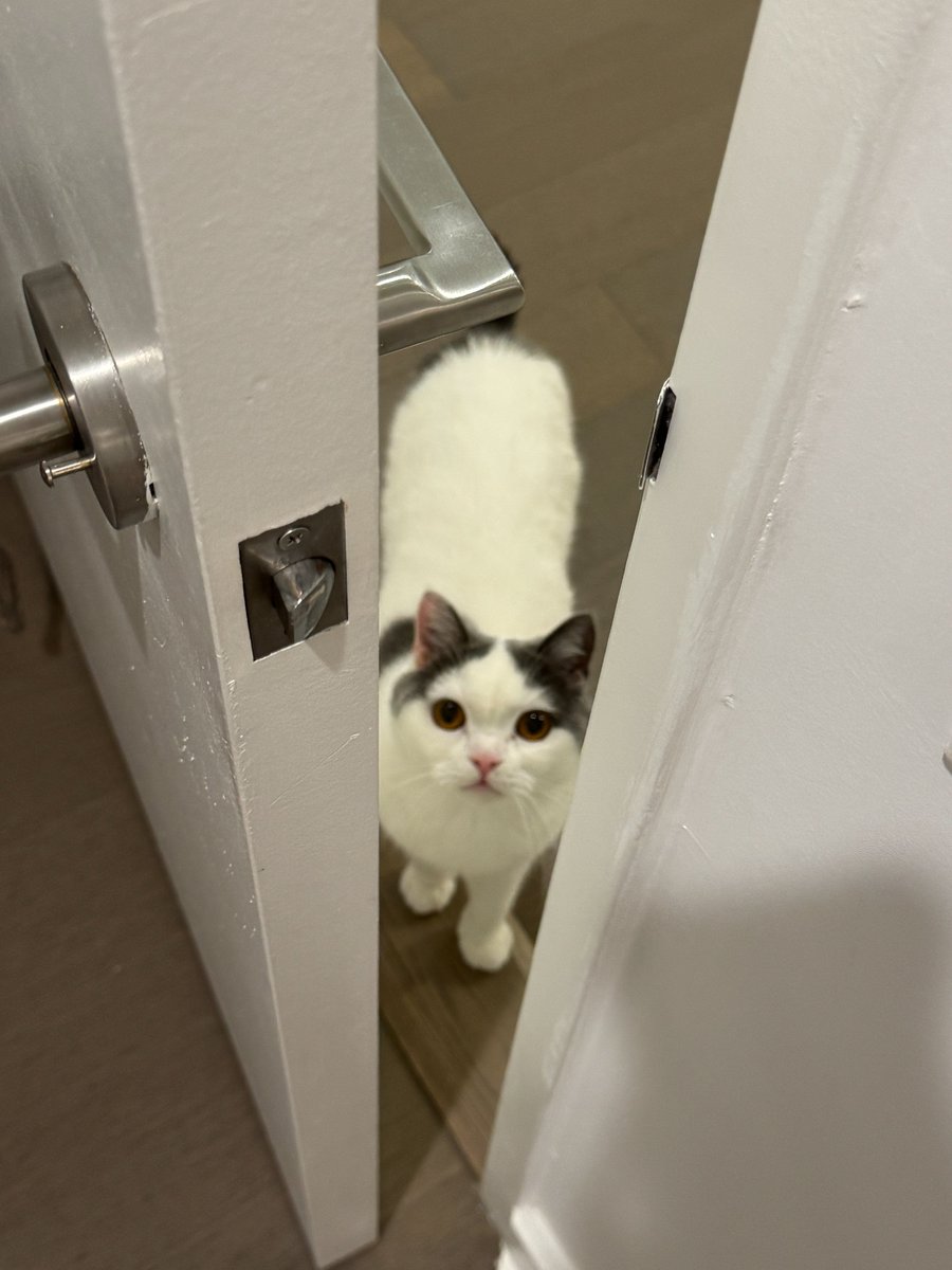 Shuting_11a's tweet photo. Having a cat is the most toxic relationship.  

He destroys your stuff and ignores you 99% of the time. 

But then he gives you this look and suddenly all the emotional damage is forgotten. https://t.co/jxyVFpouK5