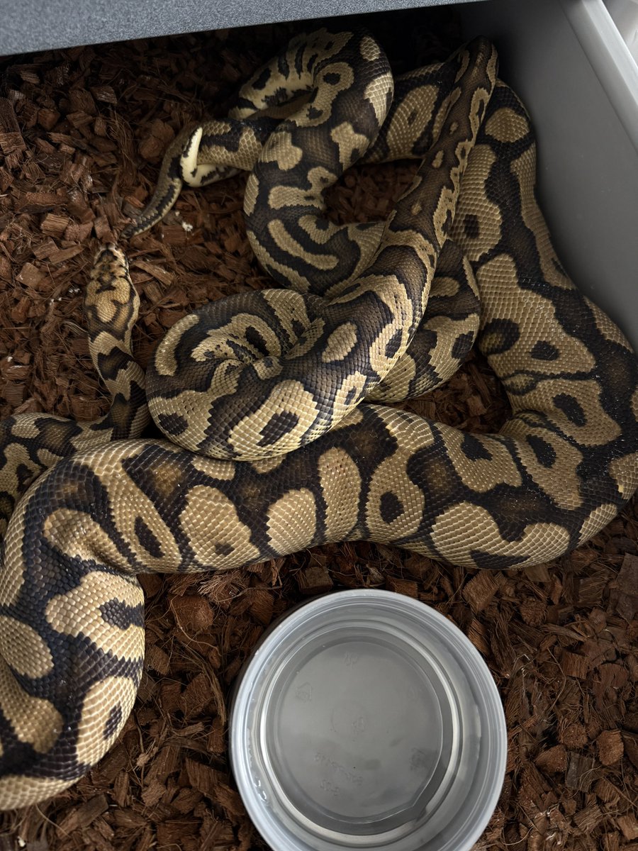 Koil_snakes tweet picture
